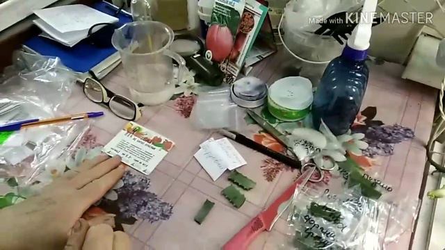 Подготовка семян томатов к посеву. смотреть онлайн