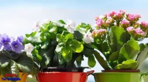 После ТАКОЙ Подкормки КОМНАТНЫЕ ЦВЕТЫ Будут РАСТИ Как На ДРОЖЖАХ..!!!