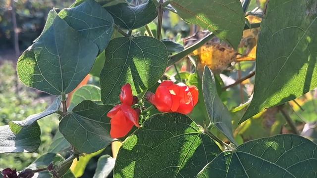 КАК МОГУТ ИСПОЛЬЗОВАТЬ МЕД ДАЧНИКИ: 5 НЕОБЫЧНЫХ СПОСОБОВ. ЭНЦИКЛОПЕДИЯ ДАЧНИКА смотреть онлайн