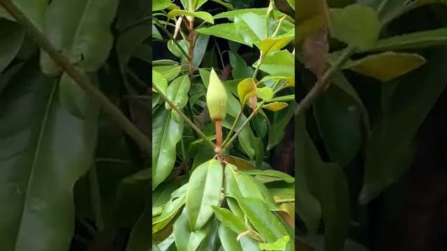 Ура! Первый цветок Магнолии! смотреть онлайн