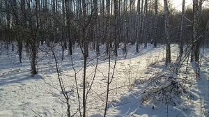 Природа Сибири.Снежный лес