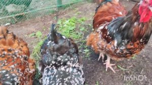 Куры несушки.Обзор кур породы Орпинктон панцелярный ситцевый, фарфоровый  Orpinton chickens overvie