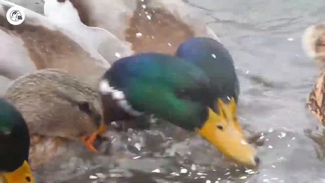 Хлебам нельга. Чым падкарміць качак у мароз? / Хлебом нельзя. Чем подкормить уток в мороз? смотреть онлайн