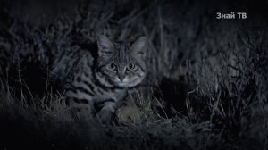 Муравьиный тигр - маленький, но смертоносный ночной охотник! Это южноафриканская пятнистая кошка.
