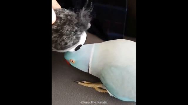 Смешные мемы про попугаев и других птичек смотреть онлайн