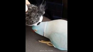 Смешные мемы про попугаев и других птичек