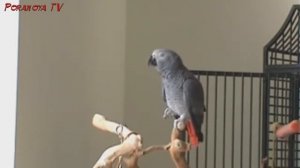 Поющий попугай!  Parrot whistles a melody!