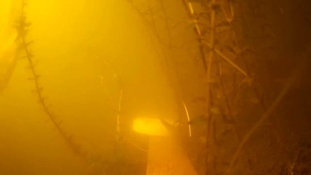 МАНКА С ЧЕСНОКОМ! Реакция рыбы. Подводная съемка смотреть онлайн