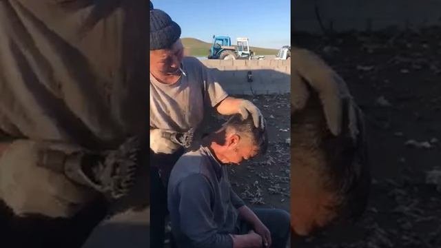 Искуссный стригаль! 😂