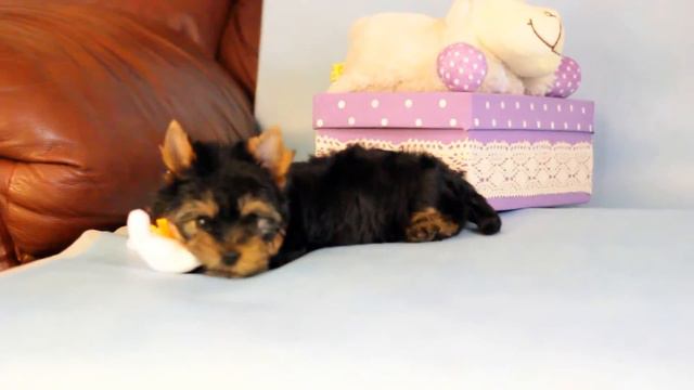 Щенки йорка д.р 27.12.14 смотреть онлайн