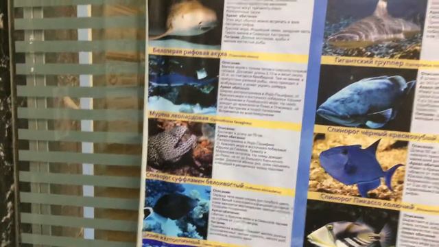 Кормление Акул в Мегагрине Белгород 4 видео смотреть онлайн