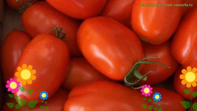 Томат обыкновенный Ракета. Краткий обзор, описание характеристик solanum lycopersicum Raketa смотреть онлайн