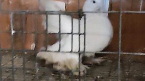 ДЕКОРАТИВНЫЕ И БОЙНЫЕ ГОЛУБИ: ( в гостях у Супринович Анатолия).