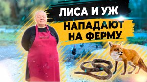 Лисы и змеи паразиты на ферме. Кто потребитель фермерской продукции?