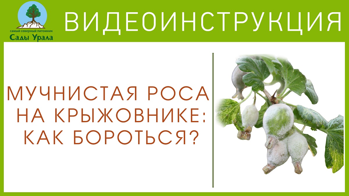 Сады урала. Сады Урала интернет магазин саженцы. Питомник сады Урала каталог Весна 2020. Логотип сады Урала. Сады Урала крыжовник.