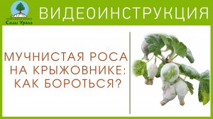 Как лечить крыжовник от мучнистой росы?