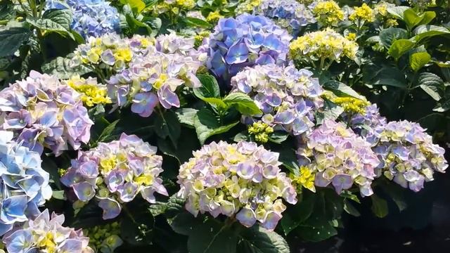 Best Flowering Shrubs, Hydrangea Enziandom (Mophead Hydrangea) смотреть онлайн