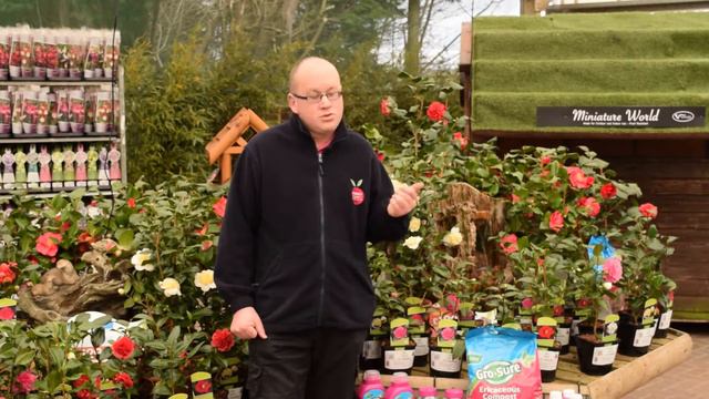 Camellias смотреть онлайн