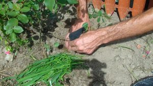 Размножение розы отводкой. Отличный способ.