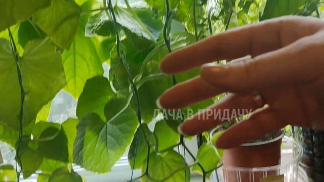 Обзор Огорода на Балконе 2022, Часть2. Урожайный Способ Выращивания Огурцов в Городской Квартире.