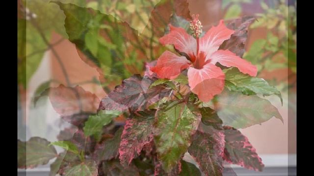 Cooper's hibiscus! Гибискус Купера! смотреть онлайн