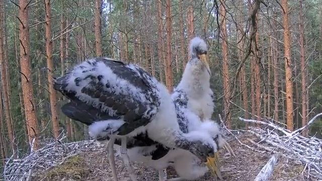 Черный аист . Аистята и аисты разговаривают.