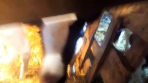 Купил крупных суточных телят(бычков)?