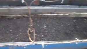 Виноград на 4-й год жизни. 03.05.2017