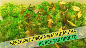 Черенки лимона и мандарина сохнут. Не все так просто оказалось. Черенкам 2 дня.