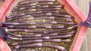 Tree Blood cockle dreamy purple color  Propagate from fast growing branches