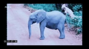 4 октября. Всемирный День Защиты Животных.