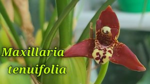 Maxillaria tenuifolia первое домашнее цветение.