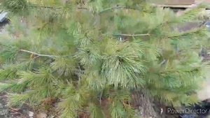 САХАЛИНСКАЯ КРАСАВИЦА КАЛИНА БУЛЬДОНЕЖ Омолаживание восемнадцати летнего куста #цветущиекустарники