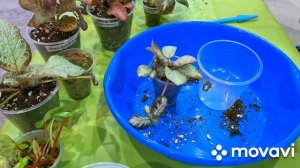 КОМНАТНЫЕ РАСТЕНИЯ(ЦВЕТЫ).ЦВЕТОЧНЫЕ ДЕЛА.