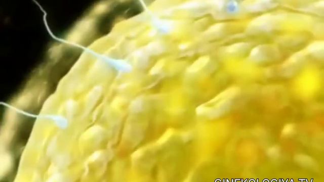 Угил жинсни хакикатда календарь килиш ва режалаштириш мумкинми? #ginekologia #хомила #homiladorlik