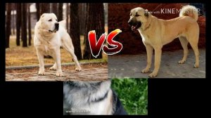 КАНГАЛ VS АЛАБАЙ КТО КРУЧЕ????