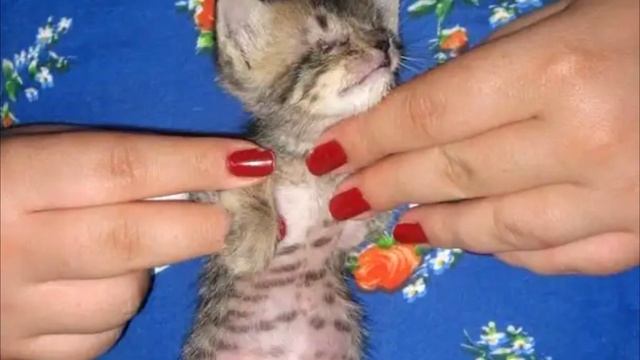 Мужчина спас слепого котенка, а на утро его ждал неожиданный сюрприз! смотреть онлайн