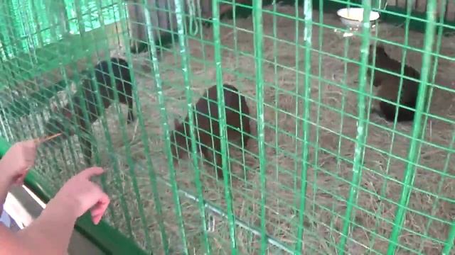 Агути. Зоопарк Сафари смотреть онлайн