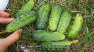 Выбираем самоопыляемые сорта огурцов для теплицы, устойчивые к болезням