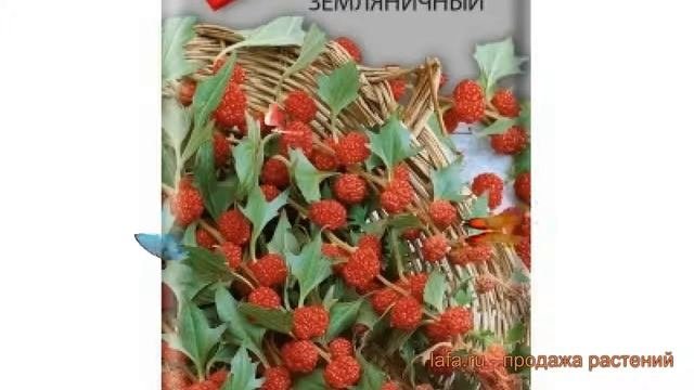 Шпинат обыкновенный Шпинат земляничный ? обзор: как сажать, семена шпината Шпинат земляничный