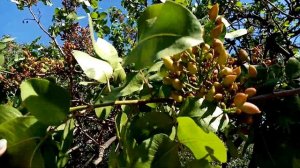 Фисташковое дерево