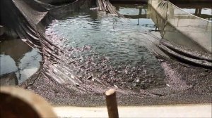 Немного о выращивании малька толстолоба в садках.