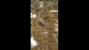 Доброе утро, гуляем с Миллой на новом участке.