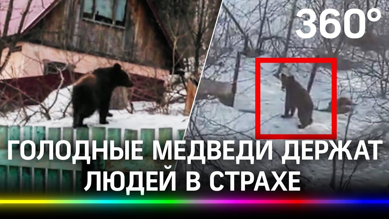Нашествие медведей на Кузбасс: голодные животные после спячки нападают на людей и помойки
