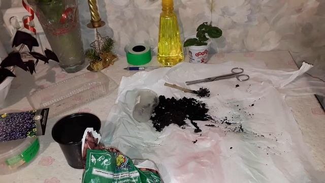 ГИБИСКУС. ПОСАДКА ЧЕРЕНКОВ ГИБИСКУСА, РАЗМНОЖЕНИЕ.