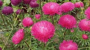 Астра распустилась в саду. Зимний взгляд, Элвис, Сакура, Хризантема синяя и другие.