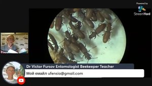 Вредные Жуки, Жучки на Кухне и в Доме: Стоит ли их Бояться и Чем Они Вредят и Как от Них Избавиться