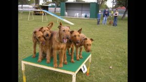 Ирландский терьер (Irish Red Terrier)