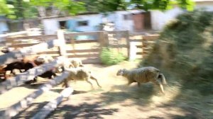 Кто как пасет овец