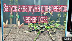 Запуск нового аквариума кубик для креветок неокардин. Часть 1